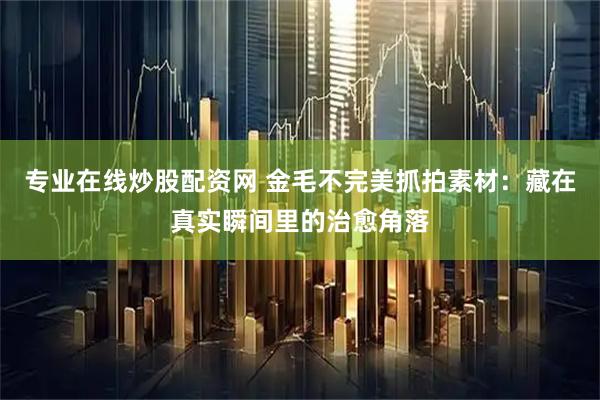 专业在线炒股配资网 金毛不完美抓拍素材：藏在真实瞬间里的治愈角落